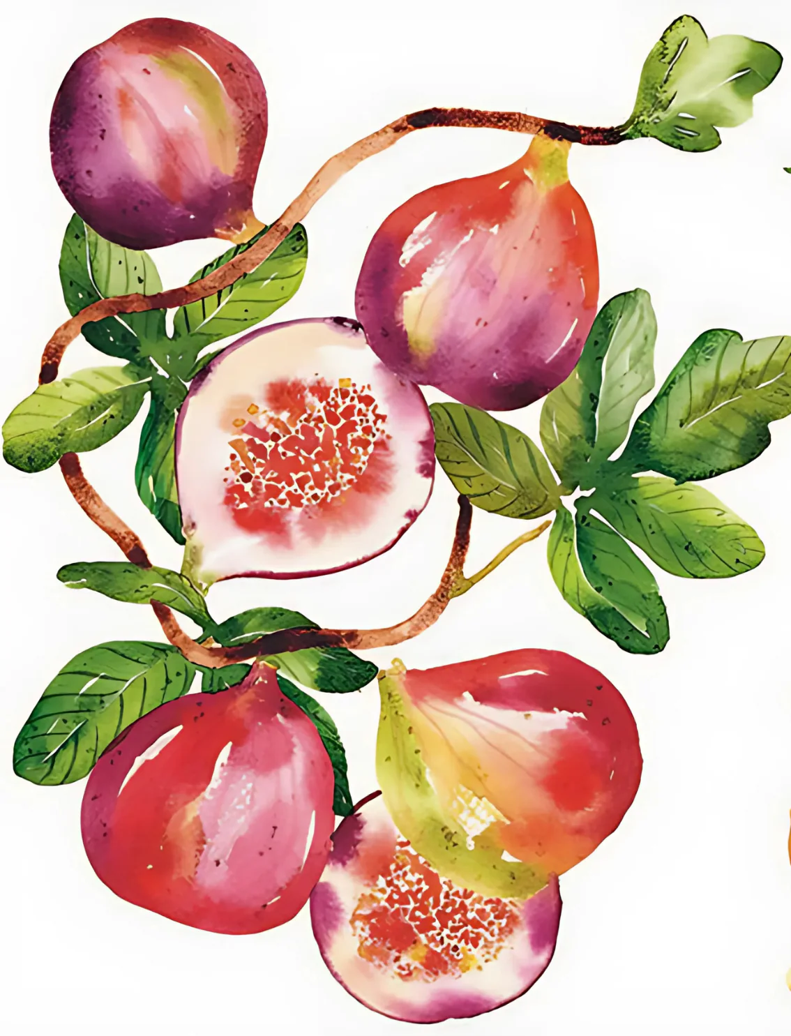 תמונת מוצר 15